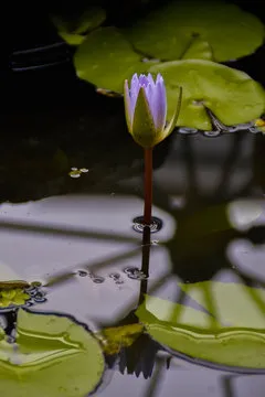 公告与时间表示意图